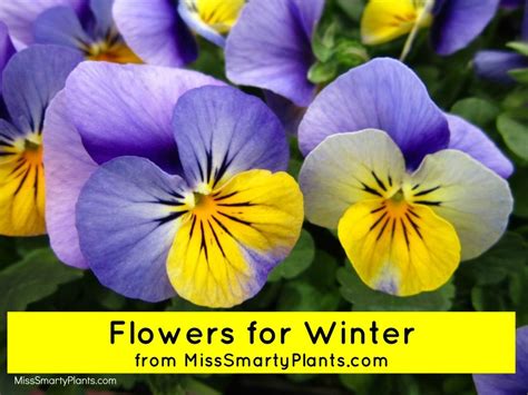 Winter Flowers For Florida Winter Flowers Flowers Annual Flowers