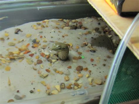 Today we got a softshell. Baby Soft Shell Turtle Aquarium Setup | PetHelpful