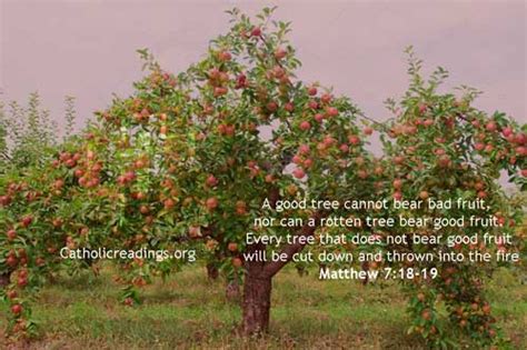 A black plum is as sweet as a white. A Good Tree Cannot Bear Bad Fruit - Matthew 7:18-19