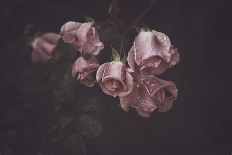 Moody Roses Beautiful Fine Art Photographs By Marina De Wit