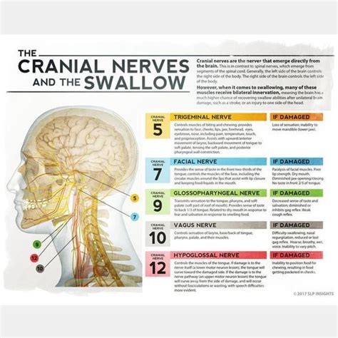The Cranial Nerves And The Swallow Dysphagia Therapy Speech