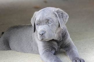 If you want something new and fun, check out our rare colors! Beautiful Charcoal Silver Lab Puppies for Sale in Salinas ...