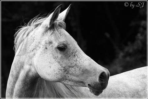Each presented horse that will pass the first veterinary inspection will be granted 500 € contribution. Araber 2 Foto & Bild | tiere, haustiere, pferde, esel ...