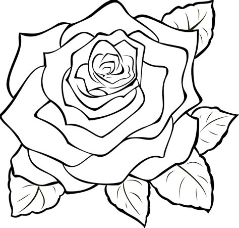 Download the free graphic resources in the form of png, eps, ai or psd. Rose Mekar Penuh · Gambar vektor gratis di Pixabay