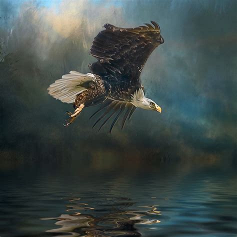 Bald Eagle Fishing By Brian Tarr Redbubble