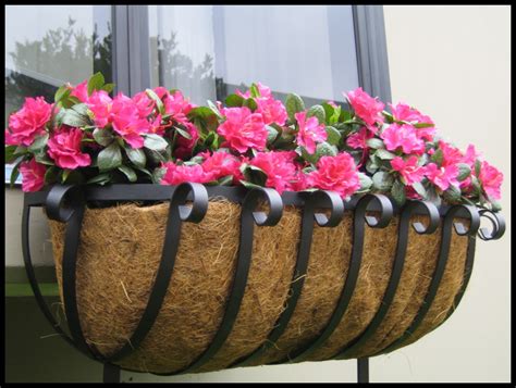 Best flowers for window boxes. All about Window: The Best Flowers For Window Boxes