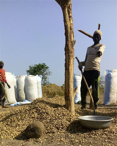 Peanuts Ziguinchor Senegal Sénégal