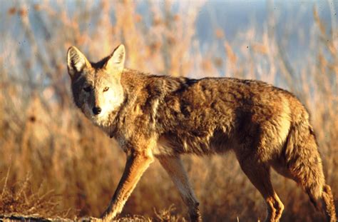 The Coyote Us National Park Service