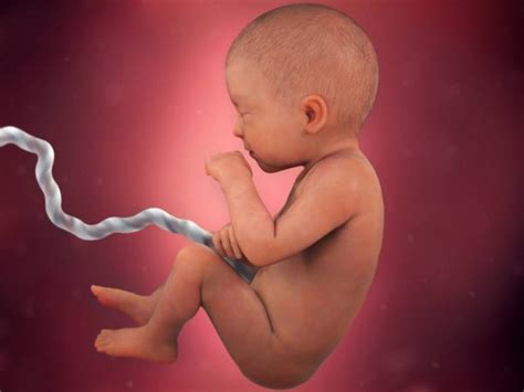 Bebe Com 31 Semanas
