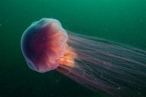 The 6 Largest Jellyfish In The World