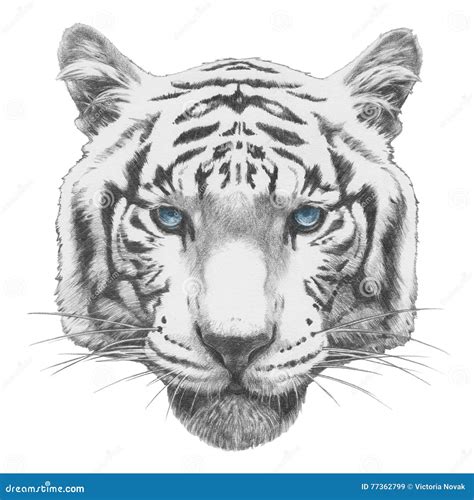 Disegno Originale Della Tigre Illustrazione Di Stock Illustrazione Di