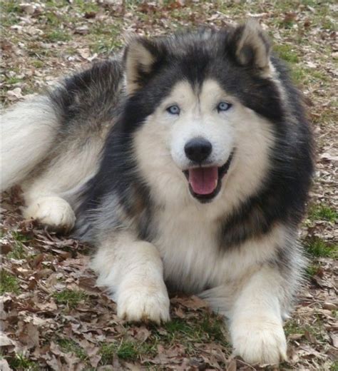 Alusky Husky Malamute Mix Info Training Puppies And Pictures