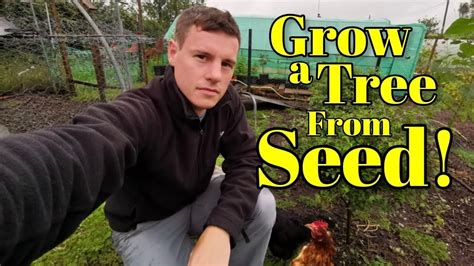 How To Grow A Tree From Seed Youtube