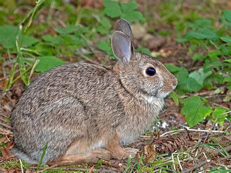 Cottontail Rabbit Natural History On The Net