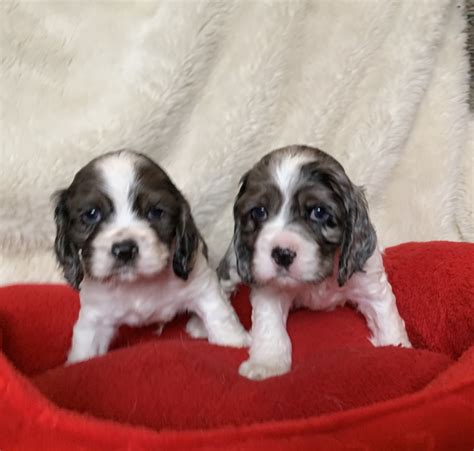 Once bred as birding dogs, they still have that retriever instinct and mentality, making for an energetic and intelligent pup that excels in competitions. American Cocker Spaniel Puppies For Sale | Jonesboro, AR ...