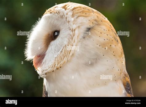 Barn Owl Tyto Alba Side View Stock Photo Alamy