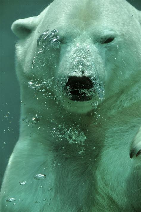 Hd Wallpaper Polar Bear Underwater Arctic Animal Bubbles Mammal