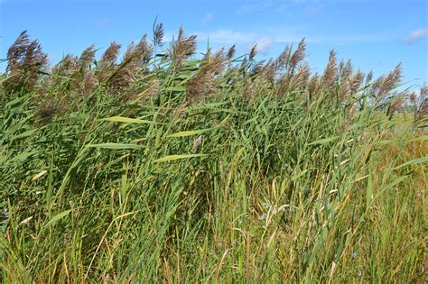 Phragmitescommon Reed — New Brunswick Invasive Species Council