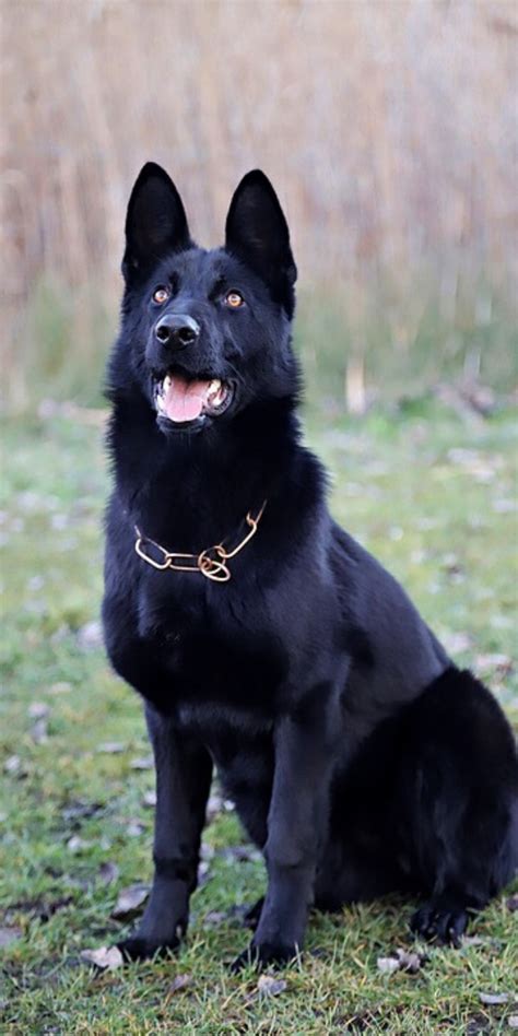 Top Smartest German Shepherds Dogs In The World Black German Shepherd