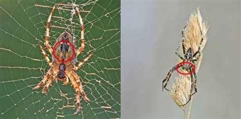 How To Easily Recognize A Male Or Female Spider Spiderspotter