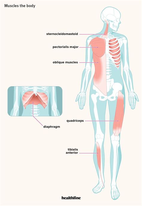 Diagram Of All Muscles In Human Body Libbylangrana2photography