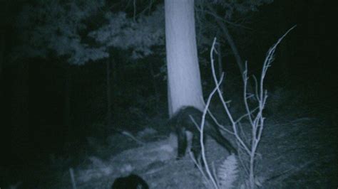 The Most Convincing Bigfoot Sightings Outside Online