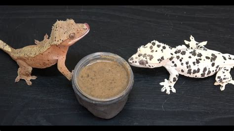 How To Prepare Crested Gecko Diet Youtube