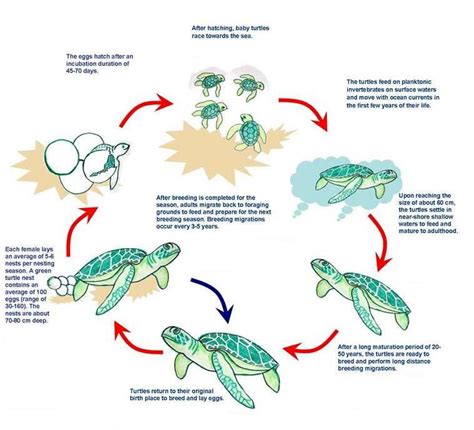 Free Printable Sea Turtle Life Cycle