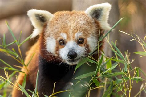 Closeup Shot Of An Adorable Red Panda Ailurus Fulgens Staring At The