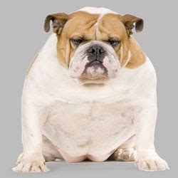 See more ideas about fat dogs, dogs, fat animals. Portion Control Dog Food