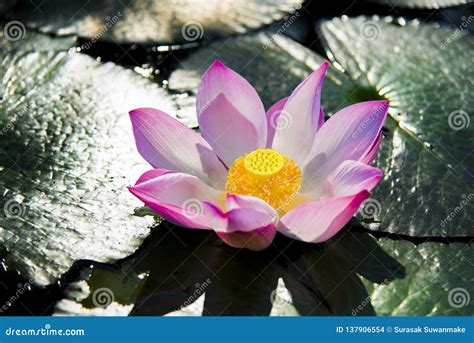 A Beautiful Pink Lotus Flower Or Lotus Flower In The Pool Stock Photo