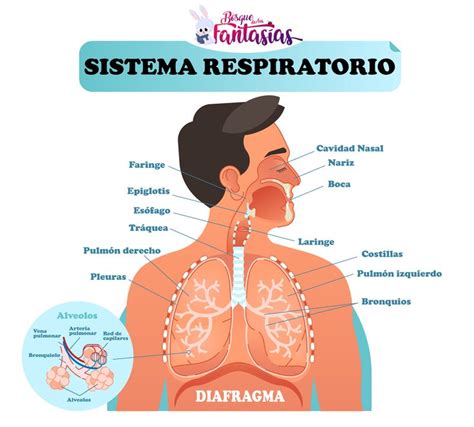 El Sistema Respiratorio Partes Rganos Y Funci N Para Ni Os