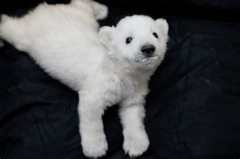 See 2 New Polar Bear Cubs Born At Detroit Zoo