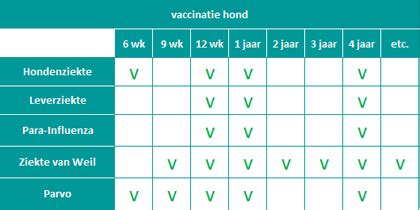 Hondenziekte en parvo leeftijd 9 weken deze vaccinatie beschermt uw konijn tegen beide ziektes gedurende een heel jaar. Vaccinaties - Diergeneeskundig Centrum Groningen