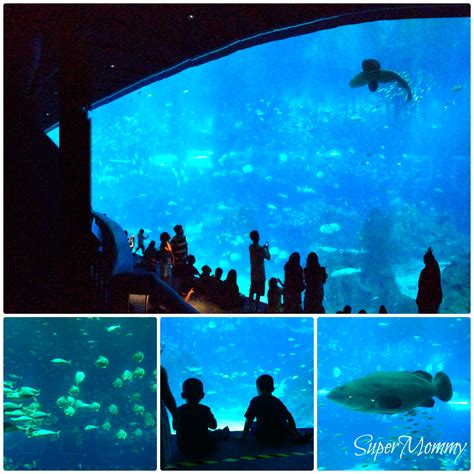 Sea Aquarium Resorts World Sentosa Review