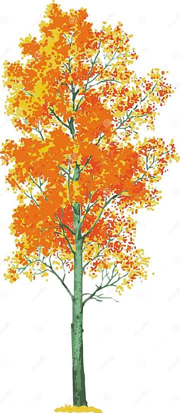 Aspen Tree Vector Stock Vector Illustration Of Design 20014450