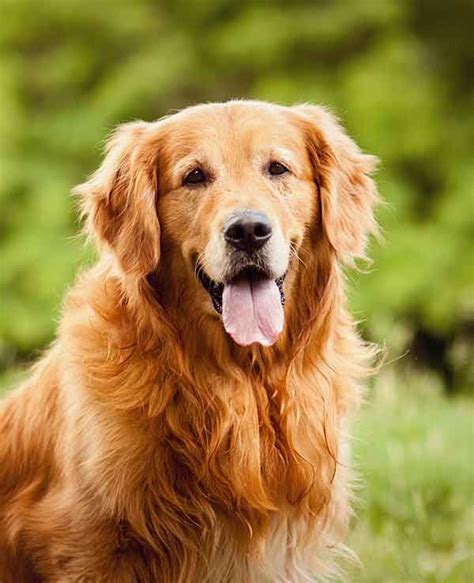 Golden Retriever Dog Breed Information The Happy Puppy Site Golden