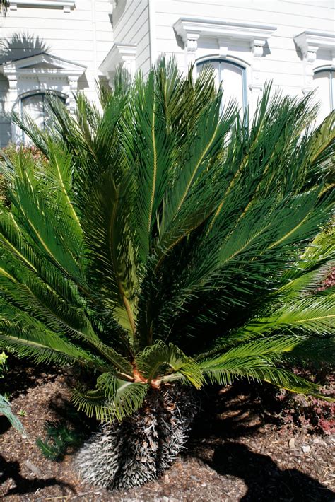Tree Identification Cycas Revoluta Sago Palm