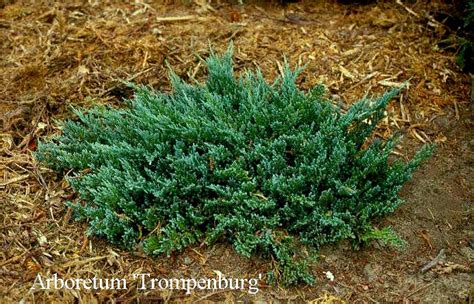 Afbeelding En Beschrijving Van Juniperus Horizontalis Blue Chip Esveldnl