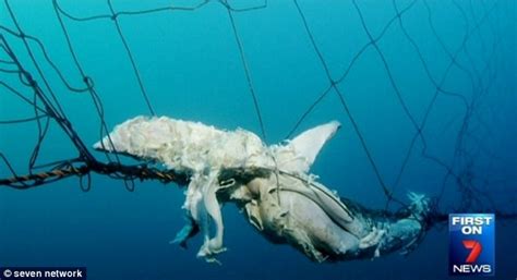 Tattered Shark Nets Full Of Giant Holes Are Not Protecting Nsw Swimmers