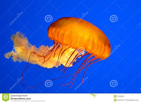 Pacific Sea Nettlechrysaora Fuscescens Stock Photo Image Of