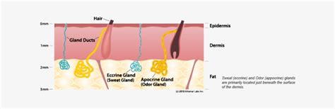 Sweat Gland Diagram Does Sweating Work Transparent Png 636x194