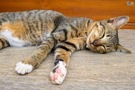 Not only can they be effectively treated when they you should also do a little cross training in order to build stronger muscles. Why do cats have whiskers on their front legs? | Pets4Homes