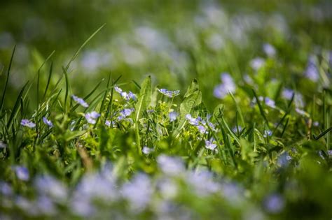 Mooie Kleine Blauwe Bloemen Die In Het Gras In De Lente Tot Bloei