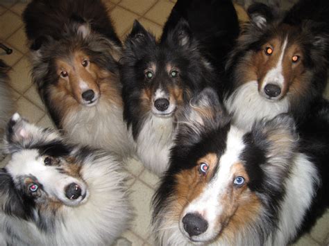 Several Dogs Are Sitting Together On The Floor Looking Up At Something