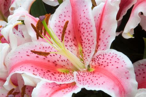For the full hue experience and to take advantage of voice activation ‎hue white & color ambiance spot light x 3, spike x 3, mounting bracket x 3, cable connector x 2. Lily Amboin, oriental lily closeup | Plant & Flower Stock ...