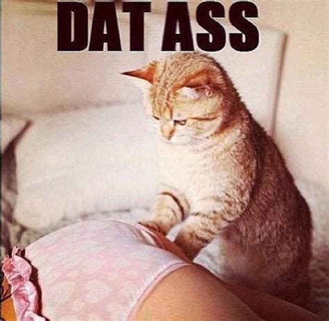 Dat Ass Cat Awesome And Funny Picture Mix Pinterest Picture Mix And Cat