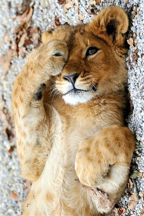 Baby lion - nude photos