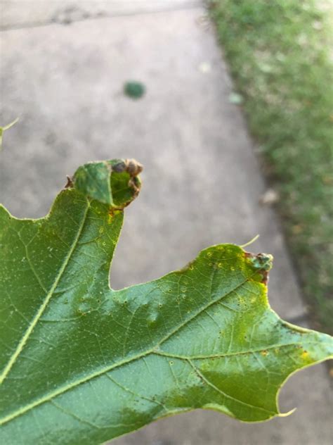 Whats Wrong With My Oak Leaves Texas Tree Surgeons