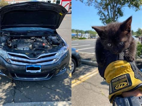 Kitten Rescued After Getting Trapped In Car Engine Guernsey Press